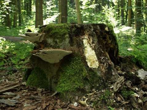 Dřevokazné houby houby bílé hniloby (WR, white rot) - nejsilnější enzymatická výbava, rozkládají lignin, ale pouze společně s celulózou nebo hemicelulózou - především bazidiomycety