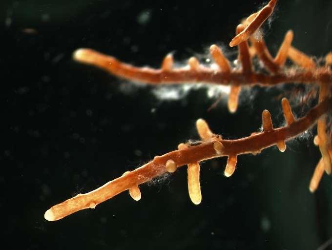Ektomykorhiza - plášť hyf obklopuje kořeny, rozsáhlá síť extraradikálního mycelia - hyfy pronikají do kořene a vyplňují mezibuněčné prostory, obklopují buňky