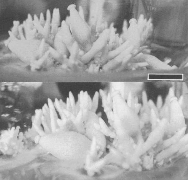 Ektomykorhiza - houbovými symbionty bazidiomycety a askomycety, hlavně řádů Russulales,