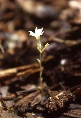 jsou často houby ECM, AM i saprotrofní - panuje přísná vazba druh hostitele, druh houby Sciaphila sp. http://phytosoc.h.kobe-u.