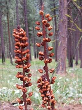 Pterospora