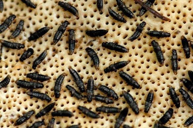 Bezobratlí živící se plodnicemi Mykofágní hmyz Obligátní mykofágové (mycetobionti) Drabčíkovití