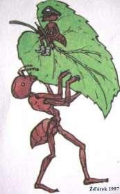 Mravenci
