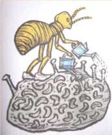 Termiti - všichni termiti mají symbiózu s prokaryoty, houbami, nebo prvoky - houbové symbiosy pouze u Macrotermitinae v