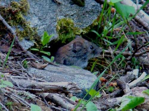 Mykofágní obratlovci obligátní mykofágové - Clethrionomyces californicus - živí se podzemními plodnicemi ECM hub; když nejsou, tak lišejníky