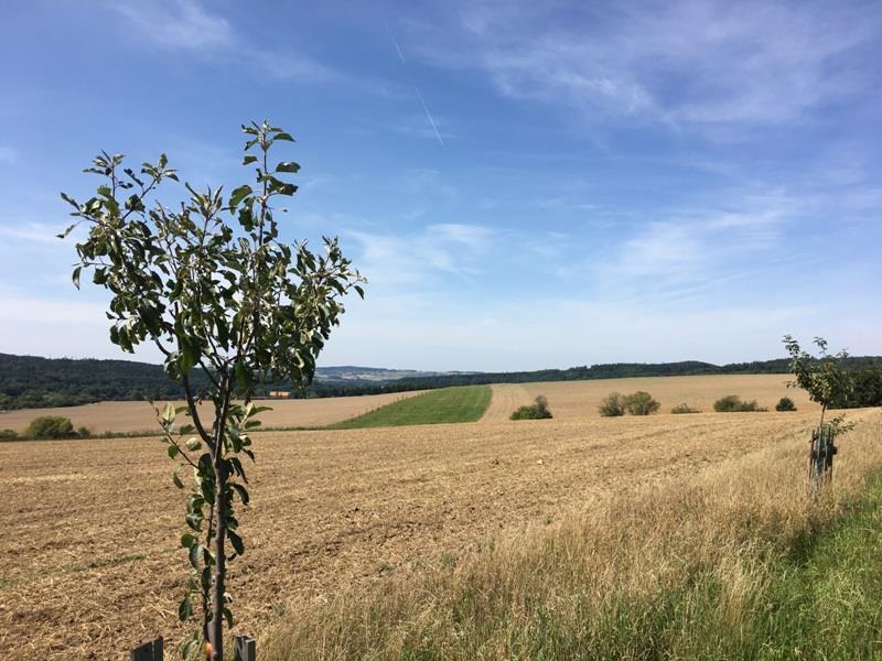 Po pozemkové úpravě zatravněné pásy, ovocné stromy