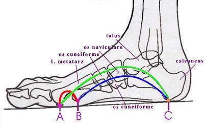 1.1.4. Nožní klenba Klenba nohy je statický útvar tvořený třemi oblouky (vnitřní, zevní a přední). Tyto oblouky se sbíhají do tří pilířů, které se opírají o podložku v místě hlavičky I.