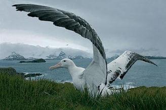 V Chile v roce 2010 byly nalezeny zbytky jiného ptáka, jehož rozpětí křídel pět a dvě desetiny metru překonalo