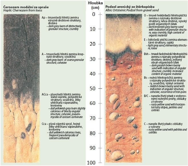 Obr. 7: Schéma půdního profilu černozemě a nížinného podzolu Zdroj: Atlas krajiny České republiky 2009 Nejvyšší hodnoty Cox vykazují ve svrchních horizontech oglejené půdy, podzoly, kryptopodzoly,