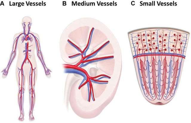 Typy cév v nomenklatuře Chapel Hill Consensus A Velké cévy: aorta a její hlavní větve, analogické vény.