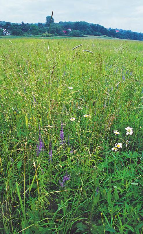 Deschampsion cespitosae stabilizovala druhově bohatá luční společenstva, jejichž druhové složení je podobné, liší se však poměrné zastoupení jednotlivých druhů.