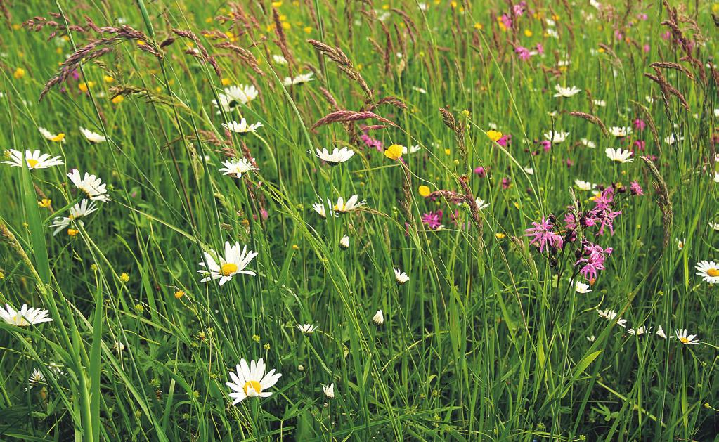 Deschampsion cespitosae acetosa, Sanguisorba officinalis, Taraxacum sect. Ruderalia, Trifolium pratense, T. repens, Veronica chamaedrys agg. (V. chamaedrys s. str.