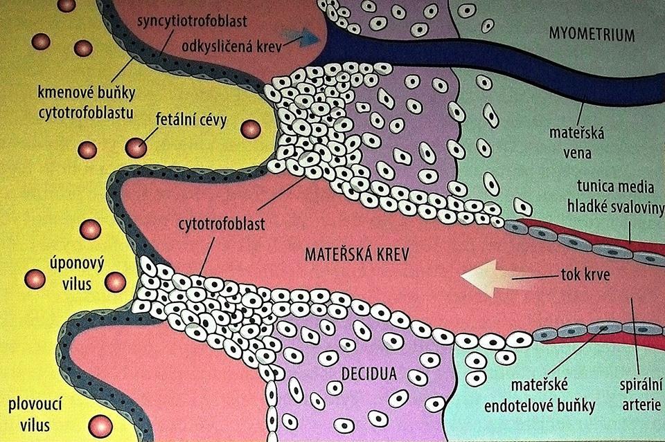 spirální arterie svalové a elastické prvky, tím tedy i schopnost kontrahovat se (Hájek et al., 2014, s. 36 37). Z cév s malým průměrem se stávají široké arterie.