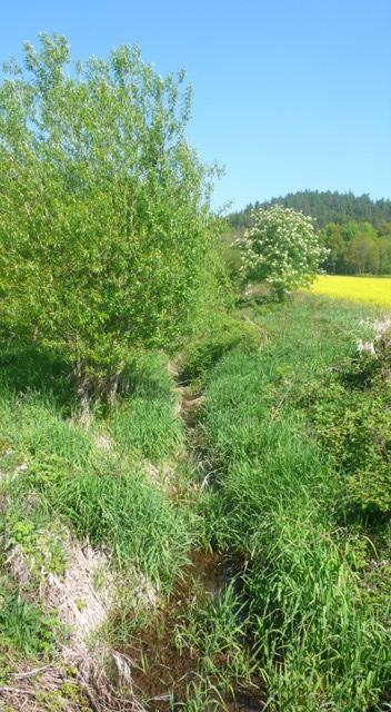 Z16b Bělotínský potok: Napřímené a zahloubené koryto toku se silně