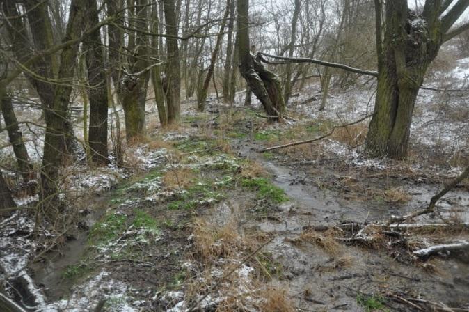 H7c Loučský potok: Přirozeně se vyvíjející koryto toku v