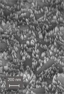 The nano-rods caused formation of small focal adhesion complexes localized at the edges of well-spread fibroblast-like cells.
