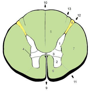 canalis centralis cornu anterius cornu laterale cornu posterius commissura grisea ant.+ post.