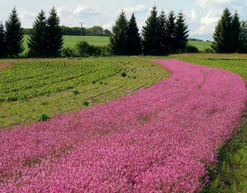 Včelí pastva Květnaté louky pro desítky i stovky let Pole kohoutku lučního (Lychnis flos-cuculi) v květu Otakárek ovocný na květu hvozdíku kartouzku (Dianthus cathusianorum) (Dokončení z minulého