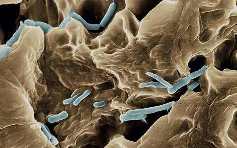 , 2012, PLoS ONE 7(3): e33188 Jako mikrobiom označujeme všechny mikroorganismy, které se nachází a žijí v jiném hostitelském makroorganismu.