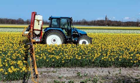 Co říká věda Včelám chutnají fungicidy a herbicidy Pesticidní postřik kvetoucích narcisů v Nizozemsku Když mají včely na vybranou, upřednostní potravu obsahující chlorothanilol používaný zemědělci k