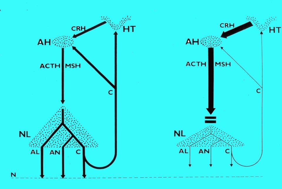 norma hypoplasia congenitalis Ztráta soli s hyperpigmentací v neonatálním období Persistuje