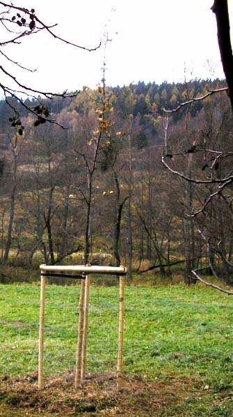Kmenový stromek Na základě výzvy správce luk na Kosím potoce o možnosti zakoupit si stromek a zasadit jej, uspořádali členi kmene sbírku na koupi stromku.