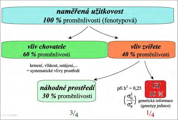 Kolik % proměnlivosti můžeme šlechtit? Šlechtění vychází z těchto hypotéz: Předmětem není jedinec, ale populace. Většina užitkových vlastností je determinována polygeny kvantitativní vlastnosti.