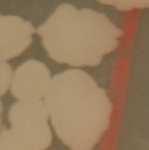 profil Bacillus cereus