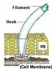 The first of Kochs postulates was that the suspected causal organism should always be found in association with the disease.