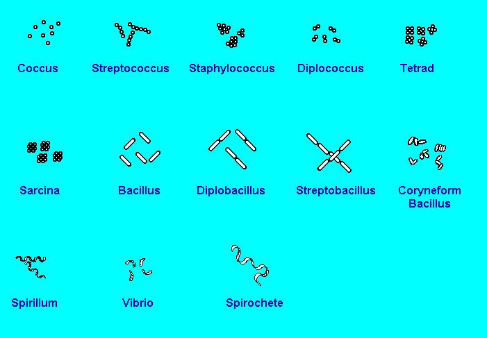 Tvary bakteriálních buněk Za tvar buněk zodpovědný peptidoglykan.