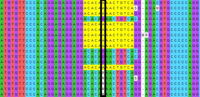 Obr. č. 3: Ukázka Alignmentu 3 genotypů.