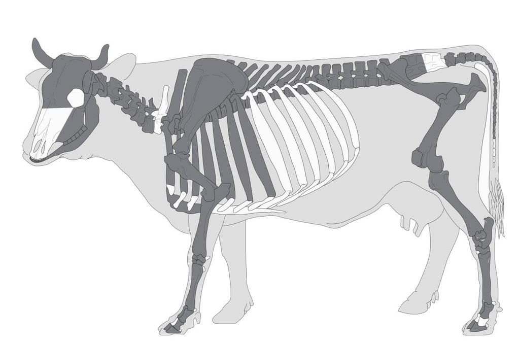 Skelet 1: skot (Bos taurus) Obrázek 1. Skelet 1. Přehled anatomie tura (B. taurus) zachycené v obj. 15/05.