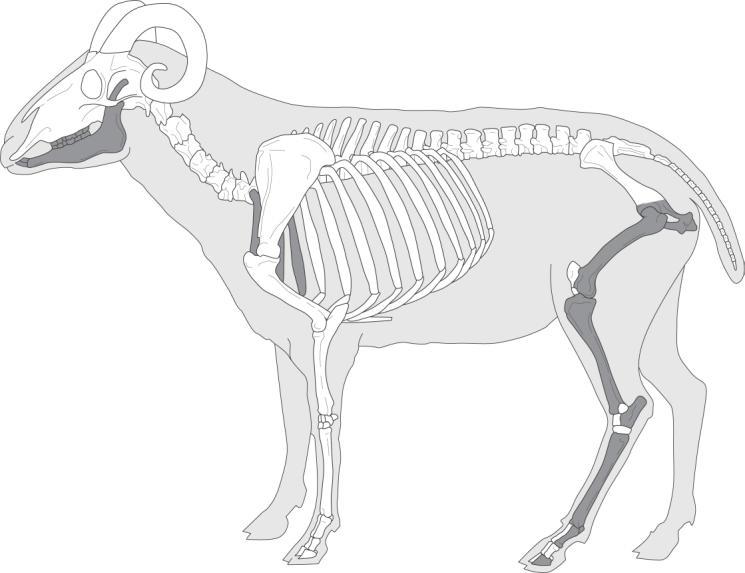 Skelet 2: Ovce (O. aries) Obrázek 2. Skelet 2. Přehled anatomie ovce (O. aries) zachycené v obj. 15/05.