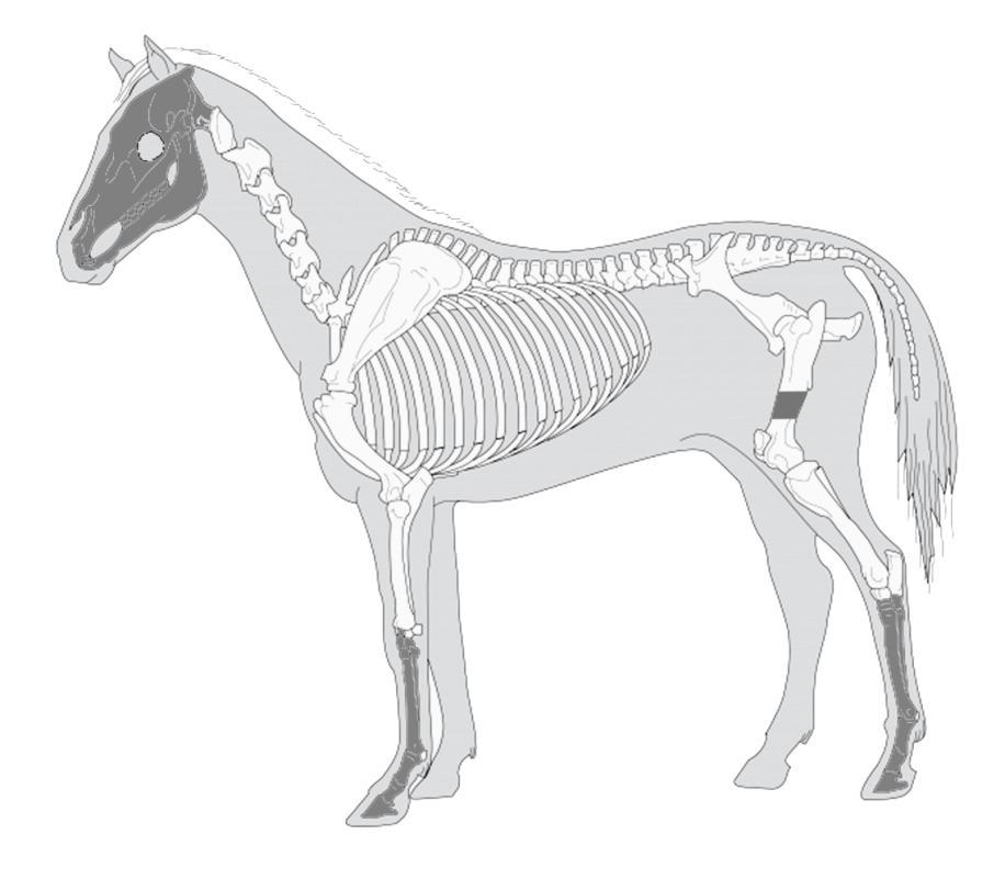 Skelet 7: kůň (E. caballus) Obrázek 6. Skelet 7. Přehled anatomie koně (E. caballus) zachyceného v obj. 96/2011.