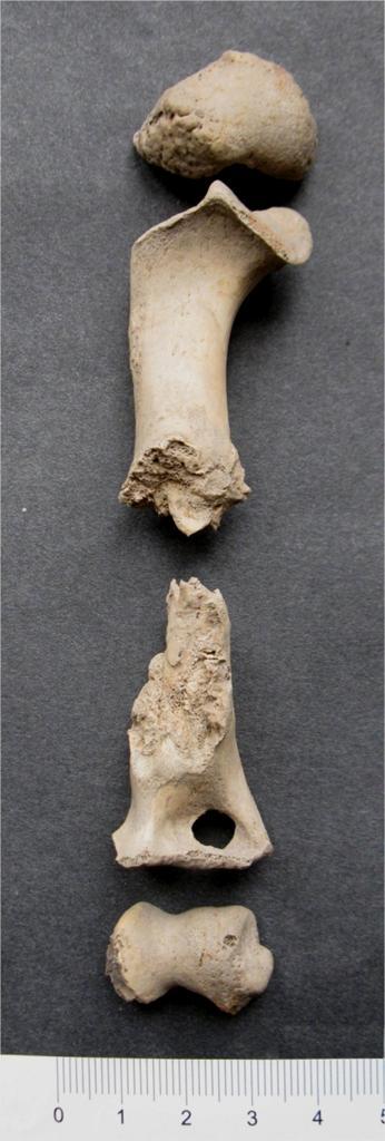 Příloha 22. Patologie pažní kosti štěněte.