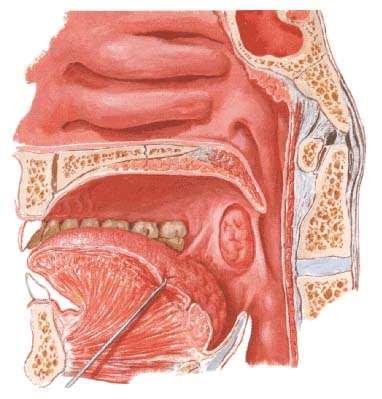 1. pars nasalis fornix tonsilla pharyngea tuba auditiva torus tonsilla tubaria Eustachii