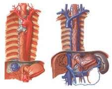 Jícen zásobení Tepny: a. thyroidea inf. arcus aortae + aorta thoracica a jejich větve a.
