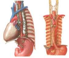 vv. gastricae breves portokavální anastomózy jícnové městky (varixy) Míza: uzliny nebo přímo do