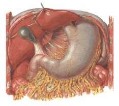 ) Žaludek = gaster (ventriculus, stomachus) paries anterior + posterior curvatura major + minor