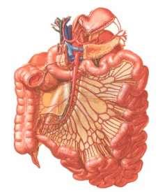 ileocolica arkády arteriolae rectae Žíly: odpovídají tepnám Míza: 3 řady n.l.mesenterici sup.