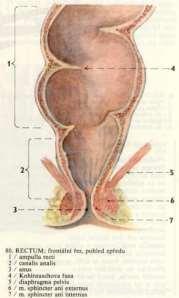 perinealis, anus stavba: columnae anales (6 10), valvulae, sinus, lineae anocutanea