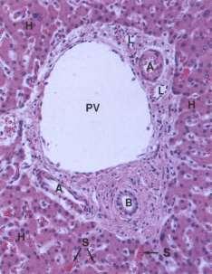 portální triáda venula ( v.