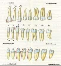 kosti buněčná část cementocyty první a druhá dentice zubní vzorec skus Zuby Erupce mléčných