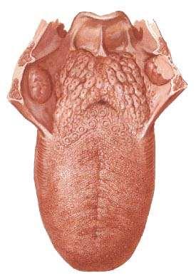 glossa) apex corpus dorsum facies inferior radix margo sulcus terminalis medianus foramen caecum tonsilla
