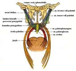 isthmus faucium měkké patro = palatum molle aponeurosis (tvořeno šlachami m.