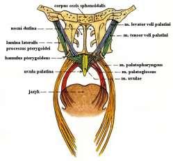 isthmus faucium měkké patro = palatum molle aponeurosis (tvořeno šlachami m.