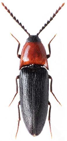 Elateridarium 13: 49-74, 1.3.2019 ISSN 1802-4858 http://www.elateridae.