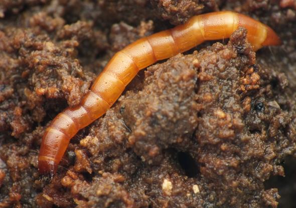 Larva. Larvu Ischnodes sanguinicollis popsali Henriksen (1911), Husler & Husler (1940), van Emden (1945), Rudolph (1971) a Dolin (1988). Obr. 4.