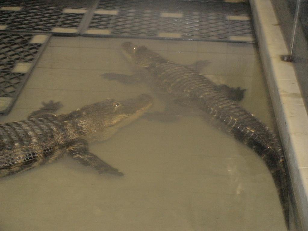 Využití tepla pro vytápění chovné stanice pro krokodýly BPS Velký Karlov Pro krmení krokodýlů využívají