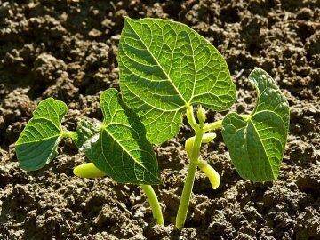 Které fazole jsou ty pravé? U nás se nejčastěji pěstuje fazol obecný (Phaseolus vulgaris) jak v keříčkové, tak tyčkové formě.